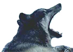 Yawn